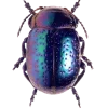 🤩 Эмодзи «Bugs And Stuff» для Telegram