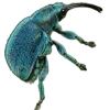 🤩 Эмодзи «Bugs And Stuff» для Telegram