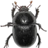 🤩 Эмодзи «Bugs And Stuff» для Telegram