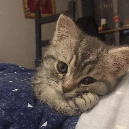 🥺 Стикер «bulyanice» для Telegram