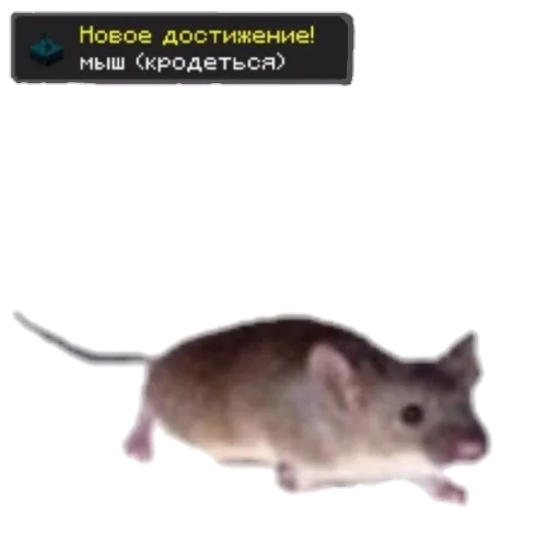 🐭 Стикер «БУРЁНОЧЕК» для Telegram