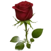 🤩 Эмодзи «Бургунди Эмоджи Tg» для Telegram