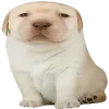 😣 Эмодзи «😎 собакены» для Telegram