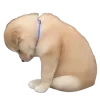 😔 Эмодзи «😎 собакены» для Telegram