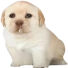 🥲 Эмодзи «😎 собакены» для Telegram
