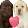 😘 Эмодзи «😎 собакены» для Telegram