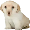 😭 Эмодзи «😎 собакены» для Telegram