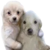 🥰 Эмодзи «😎 собакены» для Telegram