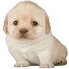 🥹 Эмодзи «😎 собакены» для Telegram