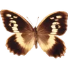 🦋 Эмодзи «🦋 Набор эмоджи с бабочками» для Telegram