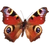 🦋 Эмодзи «🦋 Набор эмоджи с бабочками» для Telegram