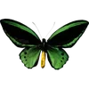 🦋 Эмодзи «🦋 Набор эмоджи с бабочками» для Telegram