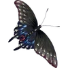 🦋 Эмодзи «🦋 Набор эмоджи с бабочками» для Telegram