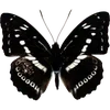 🦋 Эмодзи «🦋 Набор эмоджи с бабочками» для Telegram