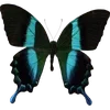 🦋 Эмодзи «🦋 Набор эмоджи с бабочками» для Telegram