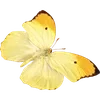 🦋 Эмодзи «🦋 Набор эмоджи с бабочками» для Telegram