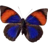 🦋 Эмодзи «🦋 Набор эмоджи с бабочками» для Telegram