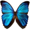 🦋 Эмодзи «🦋 Набор эмоджи с бабочками» для Telegram