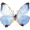🦋 Эмодзи «🦋 Набор эмоджи с бабочками» для Telegram