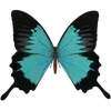 🦋 Эмодзи «🦋 Набор эмоджи с бабочками» для Telegram