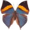 🦋 Эмодзи «🦋 Набор эмоджи с бабочками» для Telegram