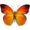 🦋 Эмодзи «🦋 Набор эмоджи с бабочками» для Telegram