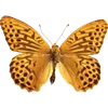 🦋 Эмодзи «🦋 Набор эмоджи с бабочками» для Telegram