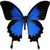 🦋 Эмодзи «🦋 Набор эмоджи с бабочками» для Telegram