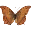 🦋 Эмодзи «🦋 Набор эмоджи с бабочками» для Telegram