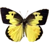 🦋 Эмодзи «🦋 Набор эмоджи с бабочками» для Telegram