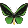🦋 Эмодзи «🦋 Набор эмоджи с бабочками» для Telegram