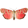 🦋 Эмодзи «🦋 Набор эмоджи с бабочками» для Telegram