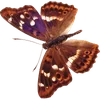 🦋 Эмодзи «🦋 Набор эмоджи с бабочками» для Telegram