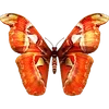 🦋 Эмодзи «🦋 Набор эмоджи с бабочками» для Telegram