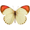 🦋 Эмодзи «🦋 Набор эмоджи с бабочками» для Telegram
