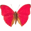🦋 Эмодзи «🦋 Набор эмоджи с бабочками» для Telegram
