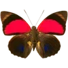 🦋 Эмодзи «🦋 Набор эмоджи с бабочками» для Telegram