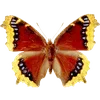 🦋 Эмодзи «🦋 Набор эмоджи с бабочками» для Telegram