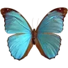 🦋 Эмодзи «🦋 Набор эмоджи с бабочками» для Telegram