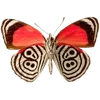 🦋 Эмодзи «🦋 Набор эмоджи с бабочками» для Telegram