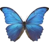 🦋 Эмодзи «🦋 Набор эмоджи с бабочками» для Telegram