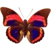 🦋 Эмодзи «🦋 Набор эмоджи с бабочками» для Telegram