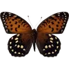 🦋 Эмодзи «🦋 Набор эмоджи с бабочками» для Telegram
