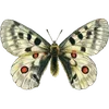 🦋 Эмодзи «🦋 Набор эмоджи с бабочками» для Telegram