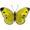 🦋 Эмодзи «🦋 Набор эмоджи с бабочками» для Telegram