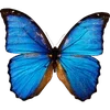 🦋 Эмодзи «🦋 Набор эмоджи с бабочками» для Telegram