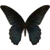 🦋 Эмодзи «🦋 Набор эмоджи с бабочками» для Telegram