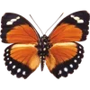 🦋 Эмодзи «🦋 Набор эмоджи с бабочками» для Telegram