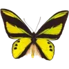 🦋 Эмодзи «🦋 Набор эмоджи с бабочками» для Telegram