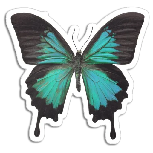 🦋 Стикер «Butterfly ਤਿਤਲੀ» для Telegram